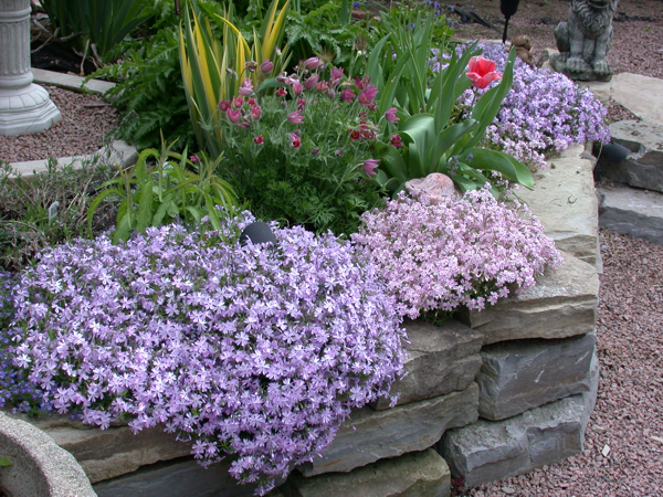 Loved these when I was small Mom always had flocks in her rockery